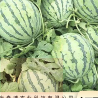 西瓜苗 基质育苗 红玉 果实大颗饱满 高产量 春博农业