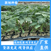 批发各种蔬菜 香菜苗 大葱种子 温室种植种苗可采摘 一手货源 价格