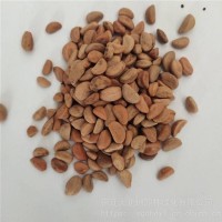 新采摘水果种籽 山楂种子 发芽率好 提供种植技术 量小可发快递