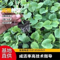 四叶一心 秧苗蔬菜苗甜瓜苗 成活率高 种植基地发货 温室大棚种植