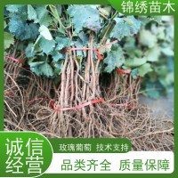 基地出售巨峰户太葡萄苗 葡之梦 浪漫红颜葡萄树苗 当年结果大葡萄树