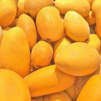小台芒果 新鲜现摘 应当季热带水果特产整箱厂家直发