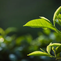 汉中绿茶